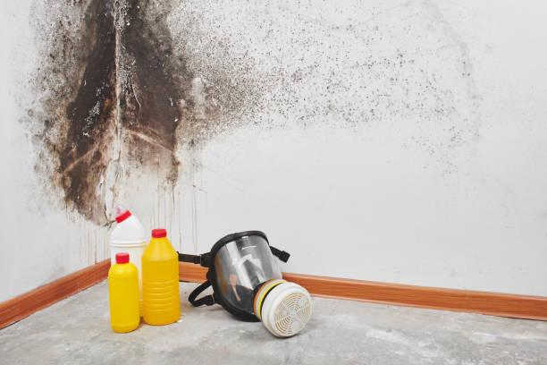 Best Mold Removal Near Me  in Santa Fe, NM