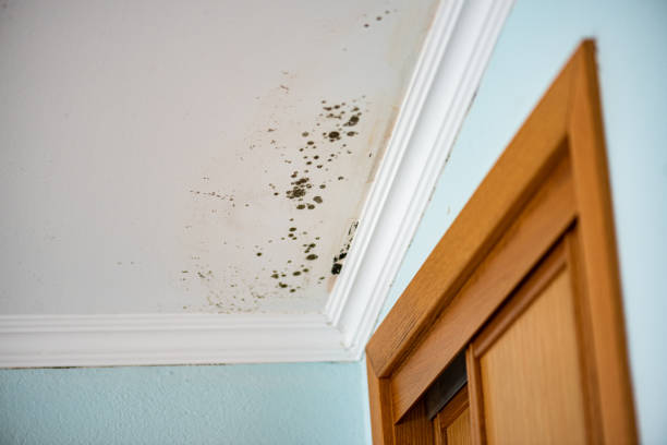 Best Professional Mold Removal  in Santa Fe, NM
