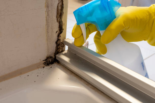 Best Commercial Mold Removal  in Santa Fe, NM