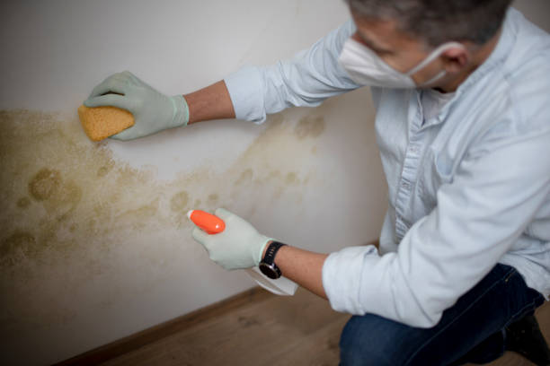 Best Mold Removal Company Near Me  in Santa Fe, NM